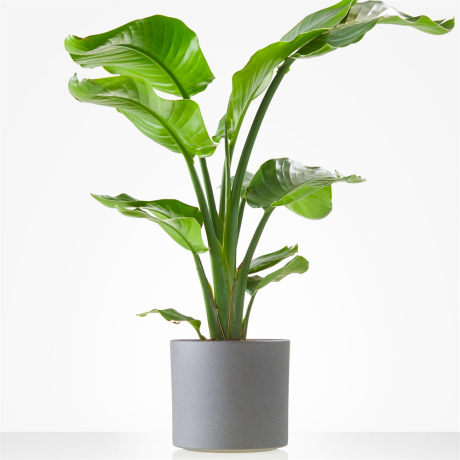 Plant Strelitzia incl. pot