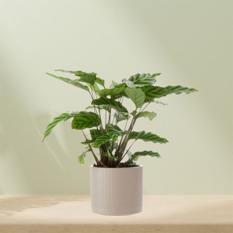 Plant Calathea incl. pot