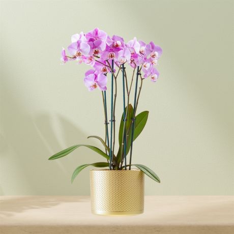 Plant Paarse Orchidee incl. pot