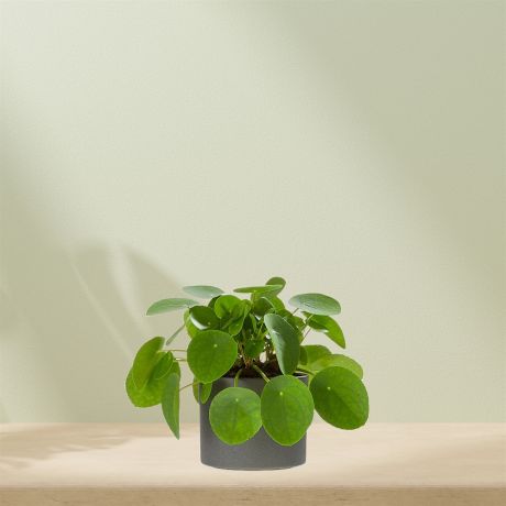 Plant Pannenkoekenplant incl. pot