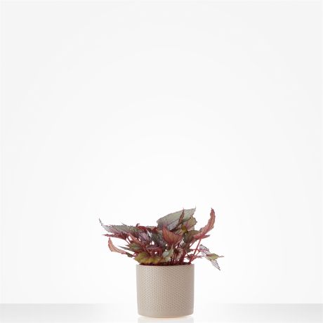 Plant Bladbegonia Magic Colours incl. pot