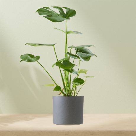 Plant Monstera incl. pot