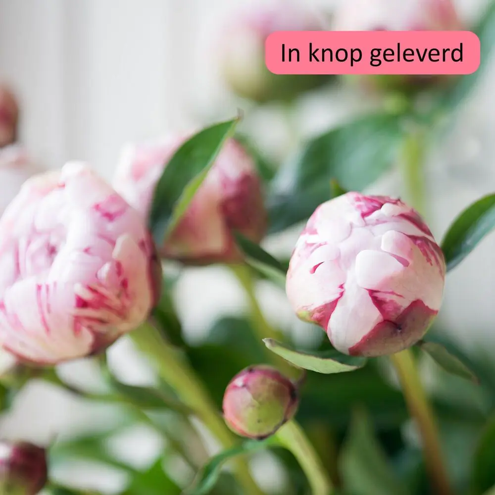 "Peony Surprise Bouquet"