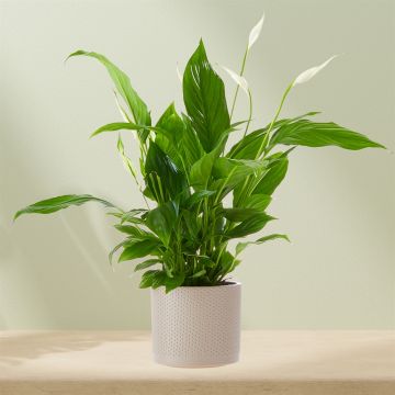 Plant Lepelplant incl. pot