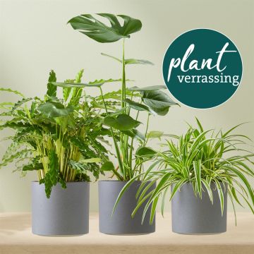 Plant Plantverrassing