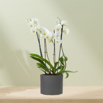 Plant Witte orchidee incl. pot